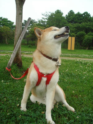 やっと梅雨入りです！
