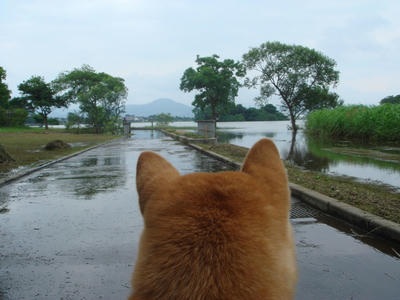 凄い雨でした！