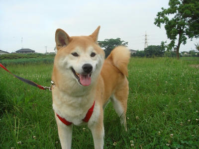 朝は曇でした！