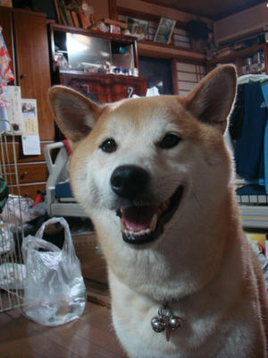 お家が一番！