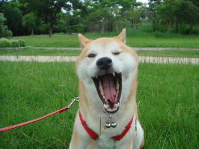 ウサギワニ？こうたろうです！