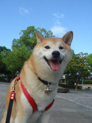 清々しい朝です！