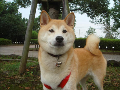 凛としているこうたろうです！