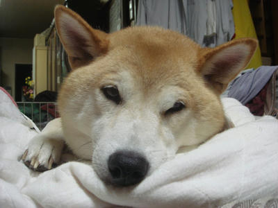くつろぎこうたろうです！