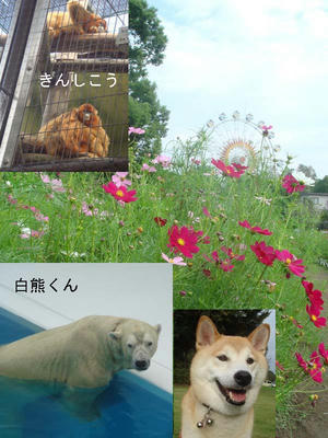 あまり咲いていません！