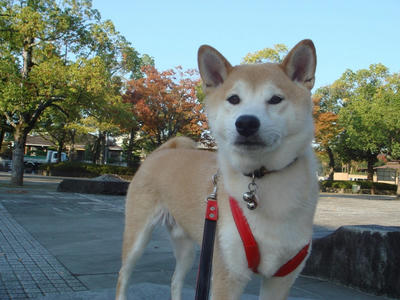 西門前広場も紅葉！