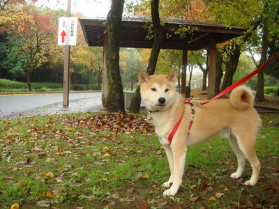 紅葉真っ只中！