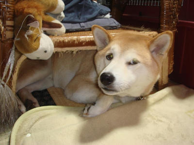 ニッチモサッチモ？
