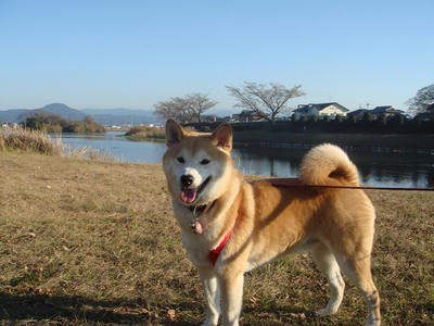 サイコー！ウィッシュッ！