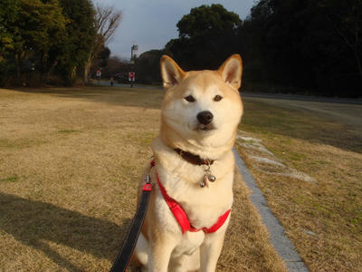 応援ありがとうございます！