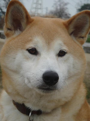 ドアップ！