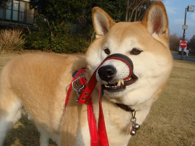 まだお家に帰らない！
