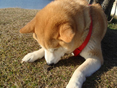 小石と戯れるこうたろう！