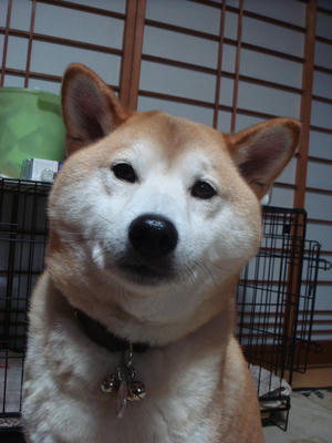 リラックスこうたろう！