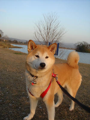 夕陽を浴びて！