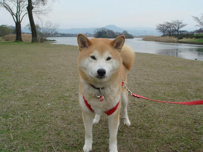 お利口こうたろう！