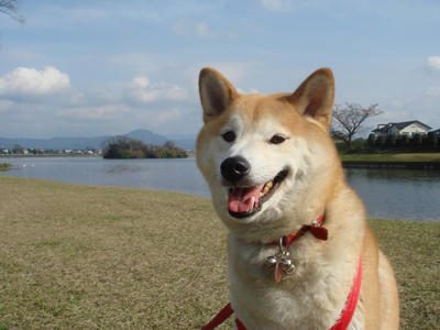 今日から赤い首輪です！