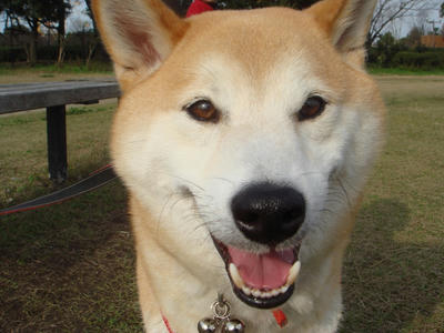 ドアップ！！！