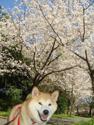 こうたろうとさくら！