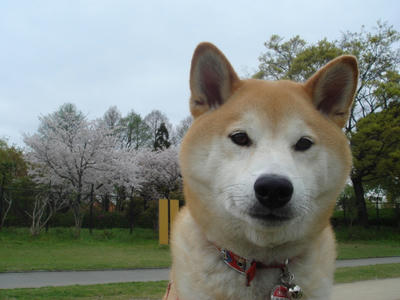 お利口です！
