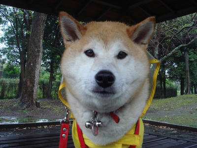 一日中雨！