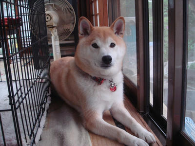 くつろぐこうたろう！