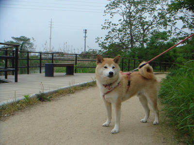 遊歩道です！