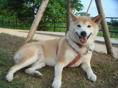 動きません！