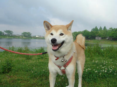 朝からくもり。