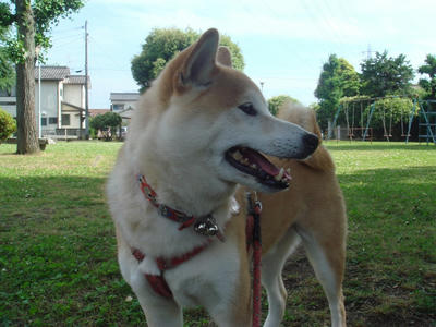 近くの公園です！