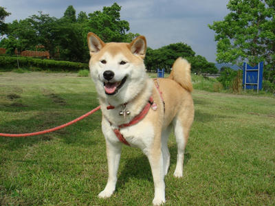 草刈り済み！