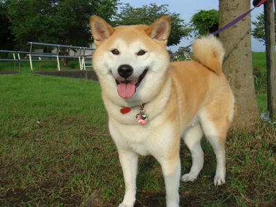 尻尾がカッコイイ！