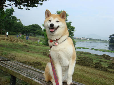 何のポーズ？