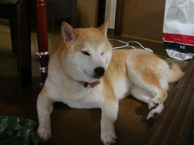 短めの散歩！