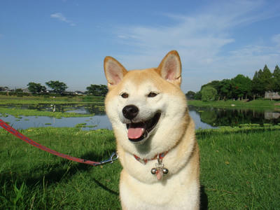 綺麗な青空です！