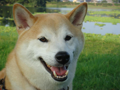 ドアップ！！