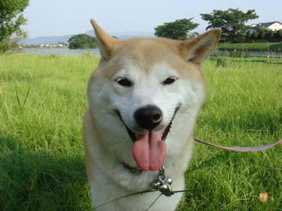 残暑が厳しい！