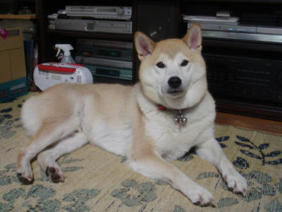 お家のこうたろう！