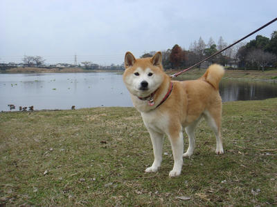 鴨さんがいます！