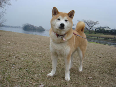 今日も曇り！