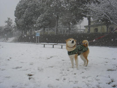 初めての雪！