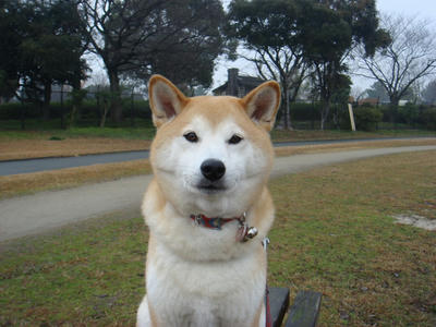 今回まで赤の首輪？