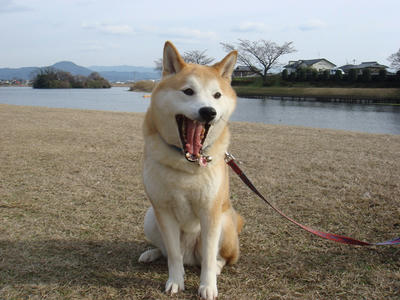 アァ～？春だね？