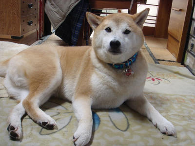 散歩の後です！
