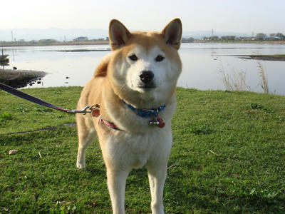 朝は寒かったのですが？