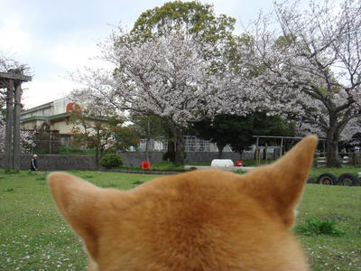 つい？お花見気分に！