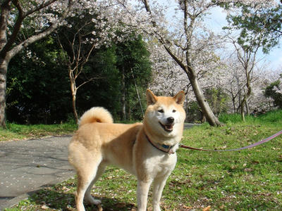 遊歩道です！