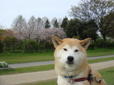 まだ？見ごろです。
