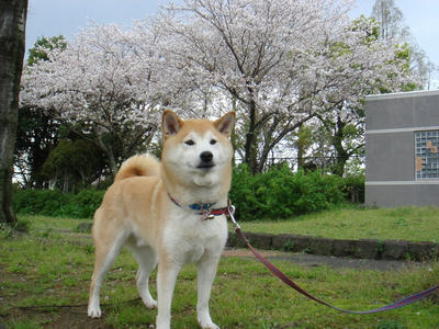 南門横は満開です！