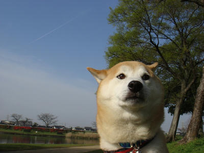 飛行機雲！！